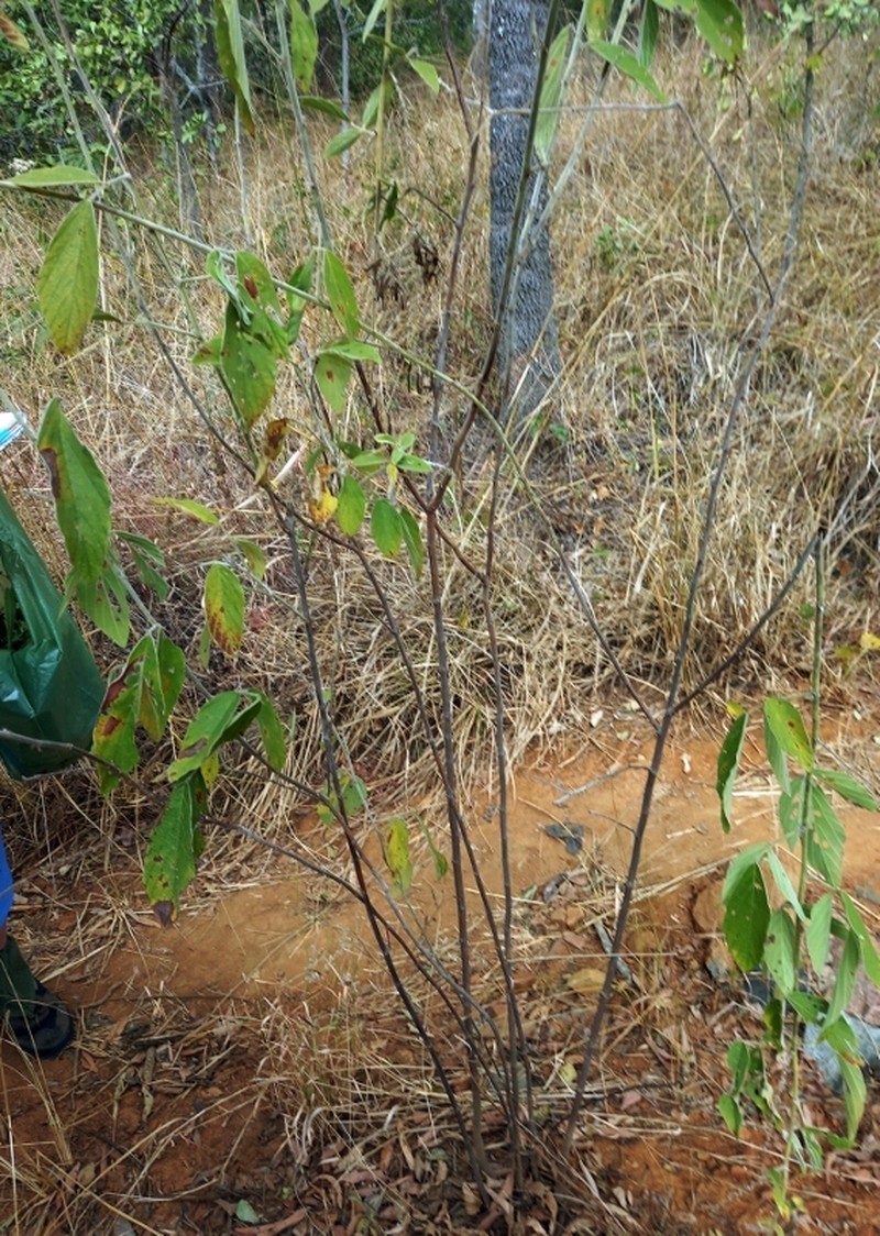 Pseudarthria hookeri var. hookeri photo 2