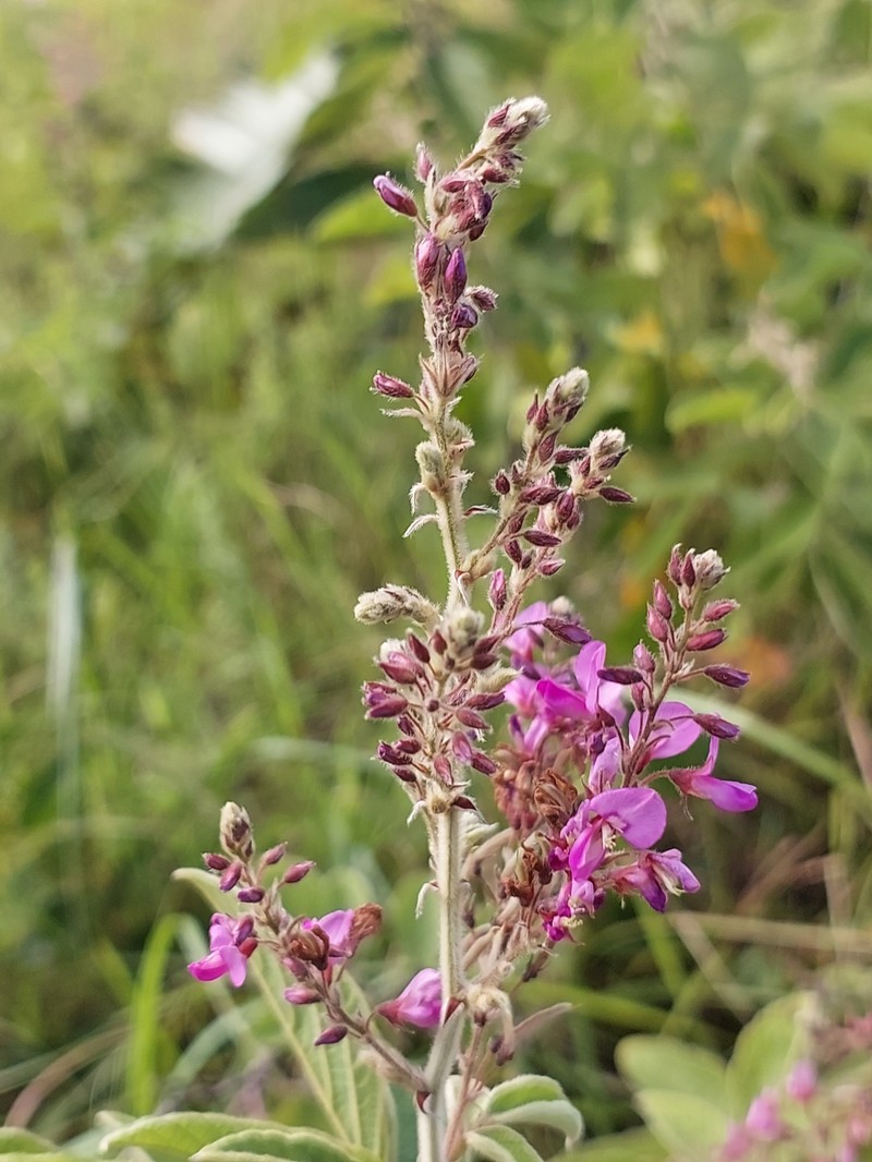 Pseudarthria hookeri var. hookeri photo 3