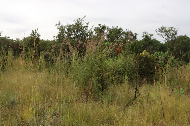 Pseudarthria hookeri var. hookeri photo 4