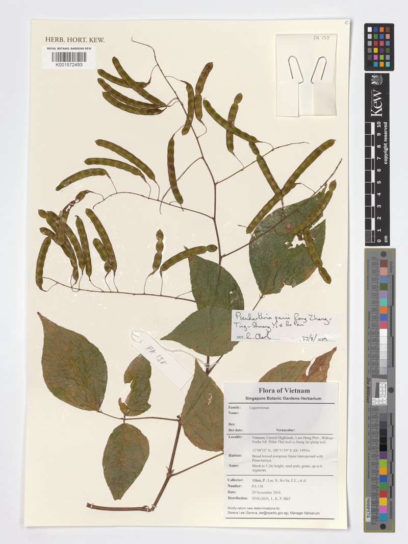 Pseudarthria panii