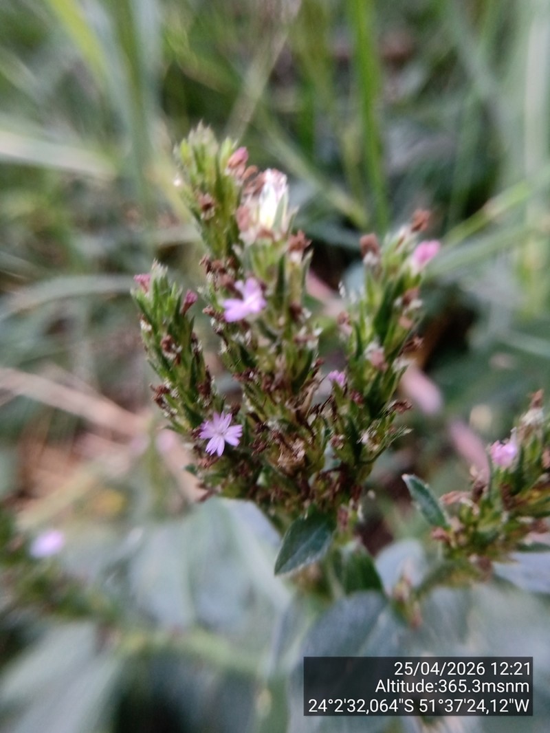 Pseudelephantopus spiralis photo 2