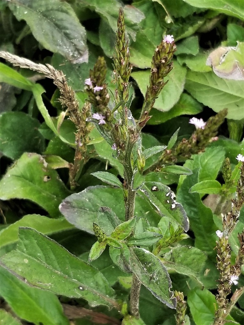 Pseudelephantopus spiralis photo 3