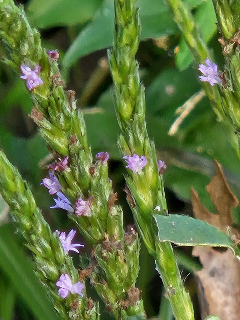 Pseudelephantopus spiralis photo 4