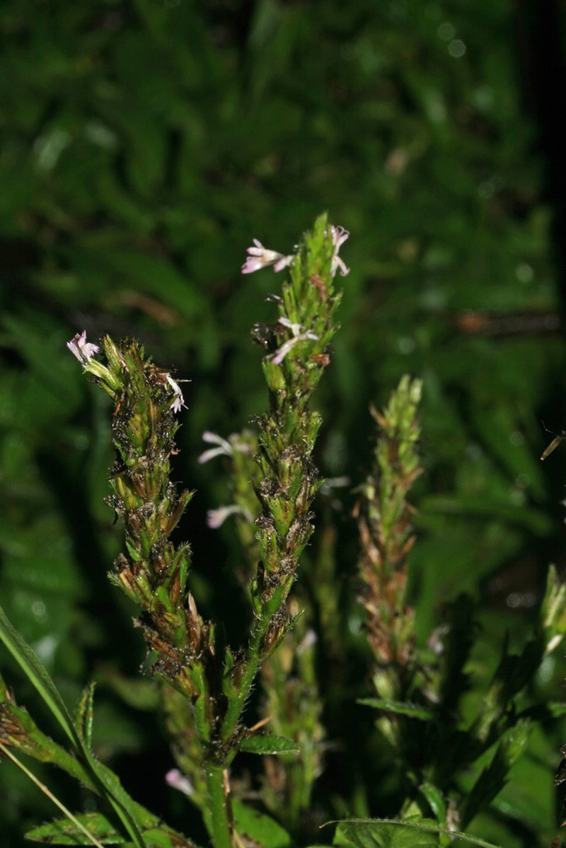 Pseudelephantopus spiralis photo 7