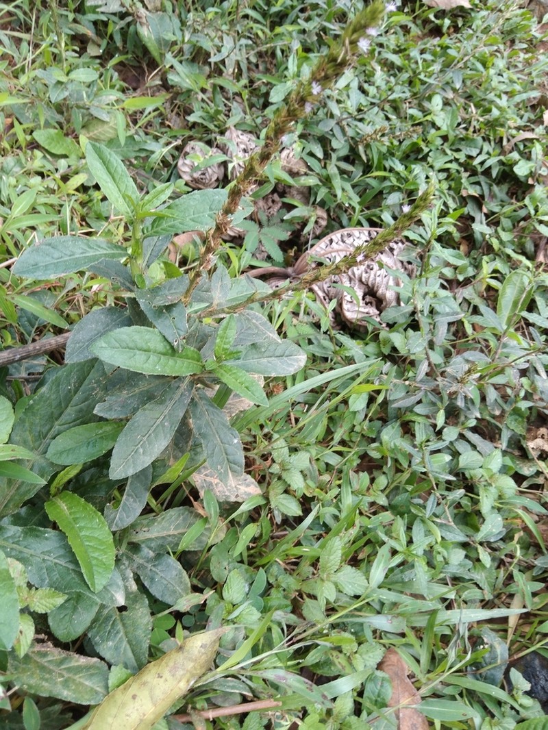 Pseudelephantopus spiralis photo 8