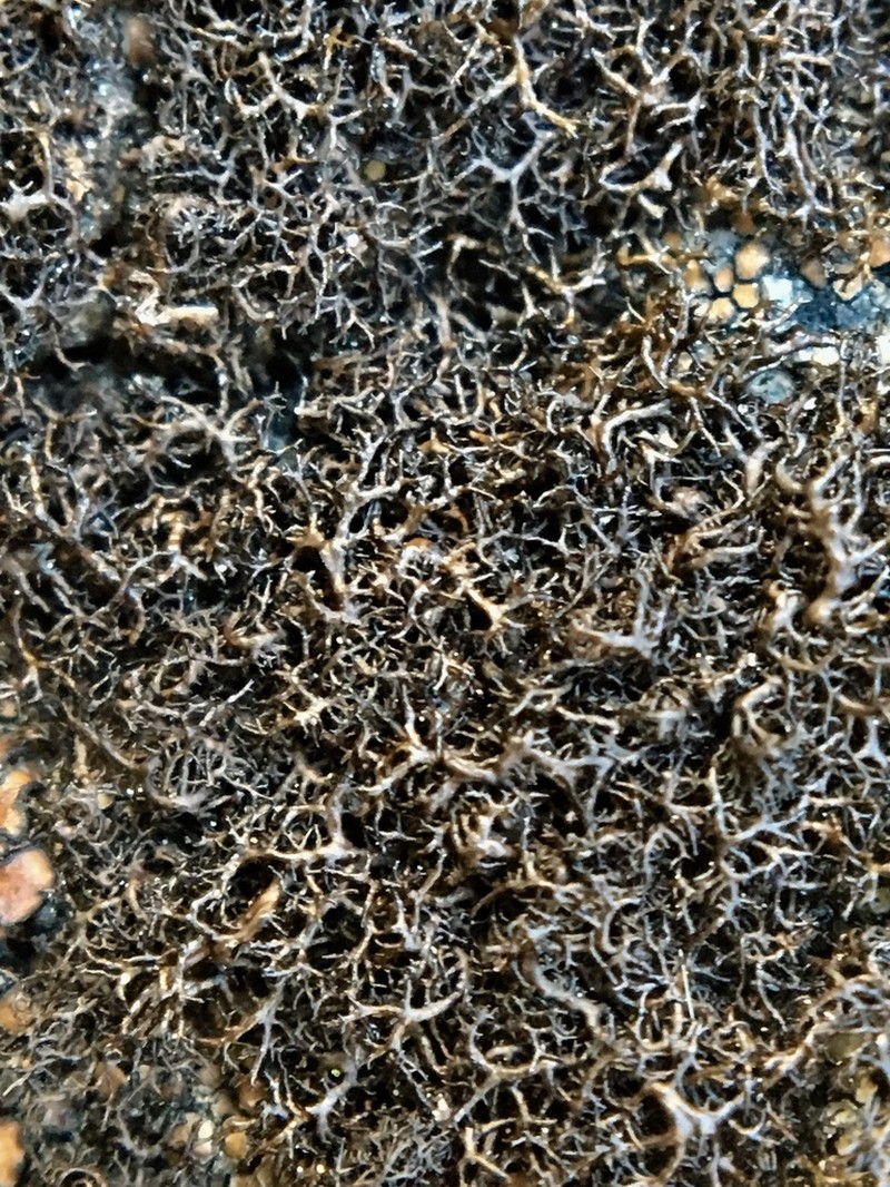 Blackcurly Lichen photo 2