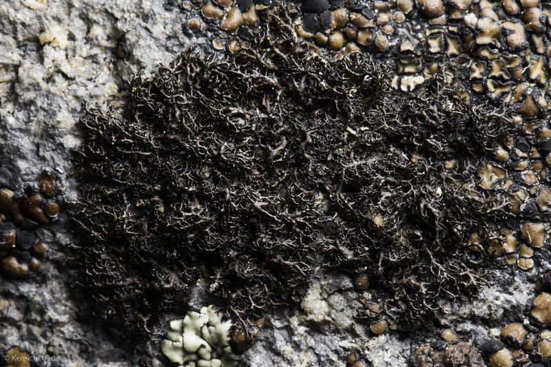 Blackcurly Lichen photo 3
