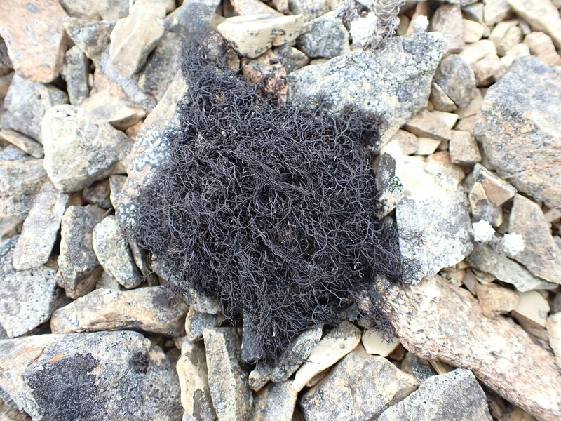 Blackcurly Lichen photo 4