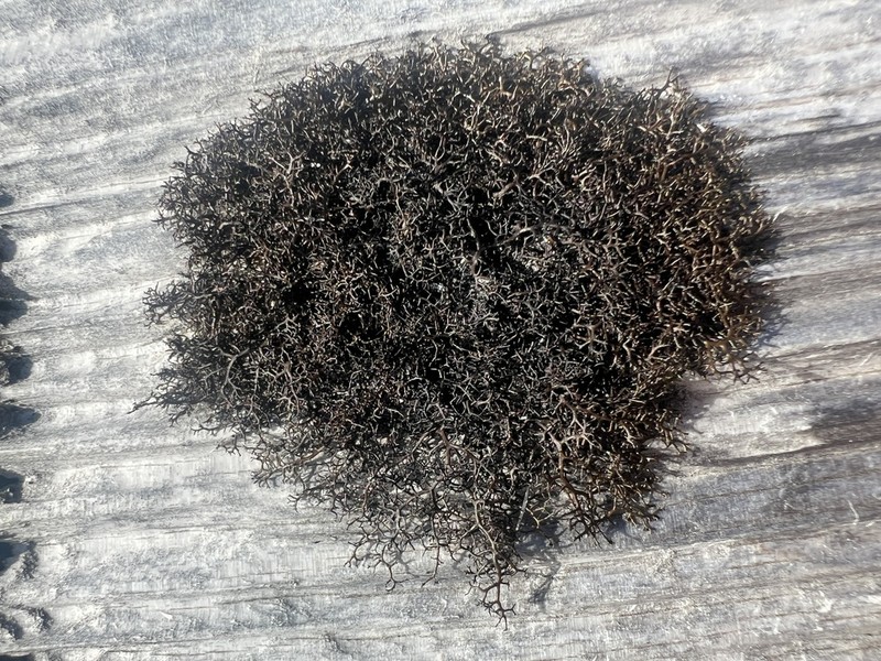 Blackcurly Lichen photo 5