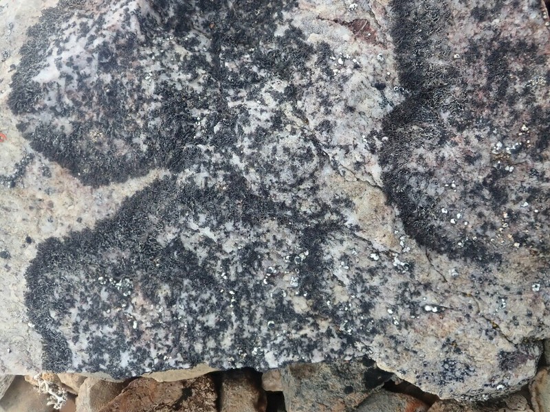 Blackcurly Lichen photo 6