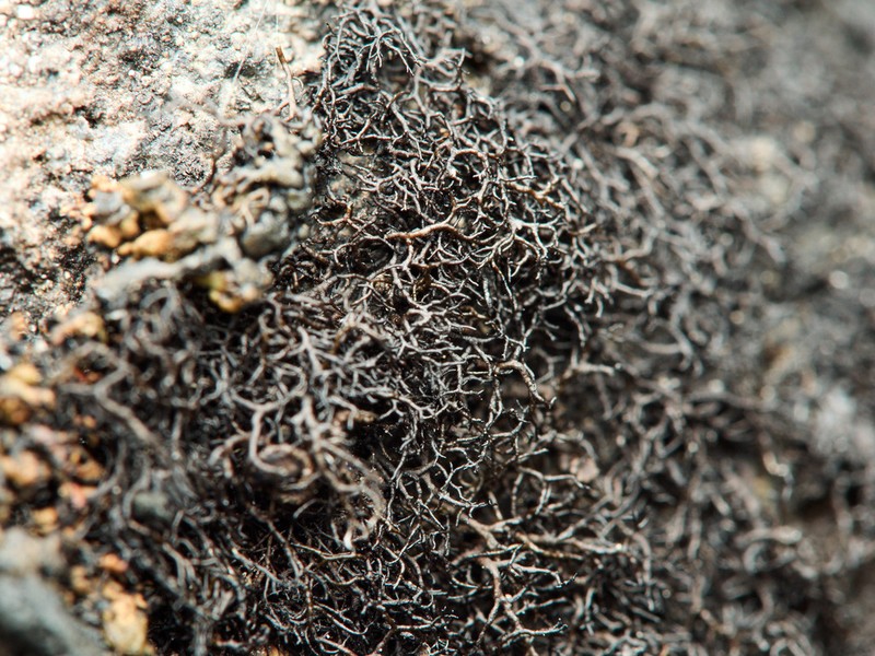 Blackcurly Lichen photo 7
