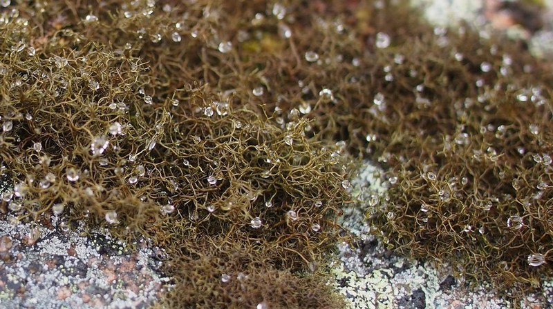 Blackcurly Lichen photo 2
