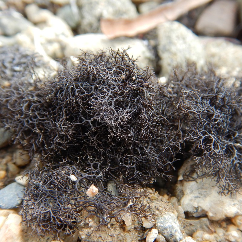 Blackcurly Lichen photo 3