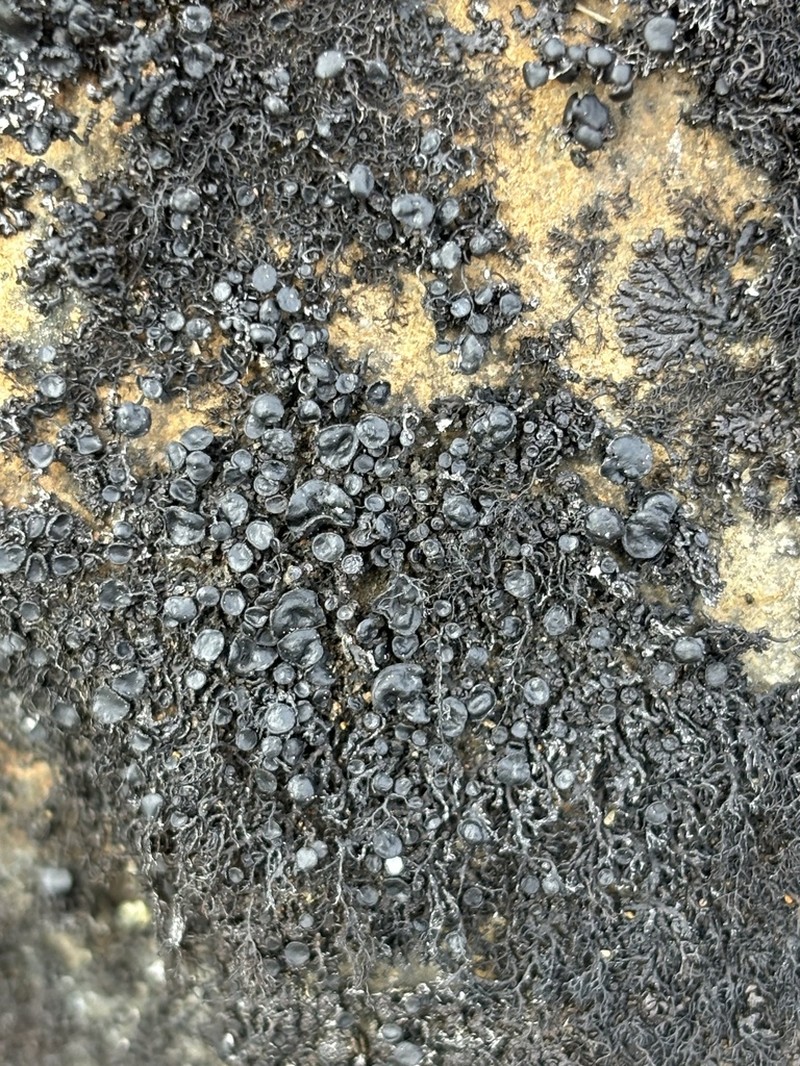 Blackcurly Lichen photo 4