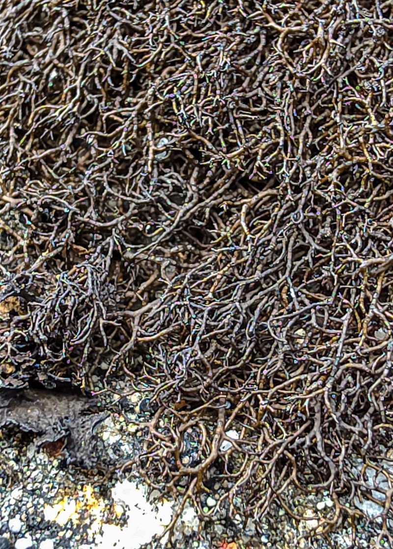 Blackcurly Lichen photo 5