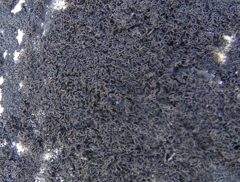 Blackcurly Lichen photo 6