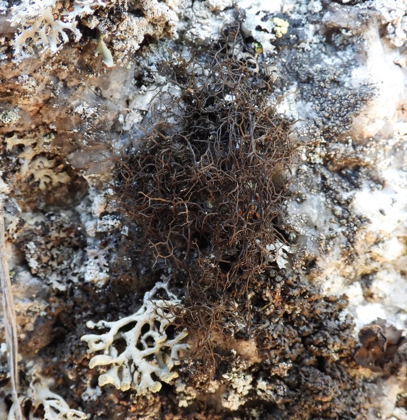 Blackcurly Lichen photo 7