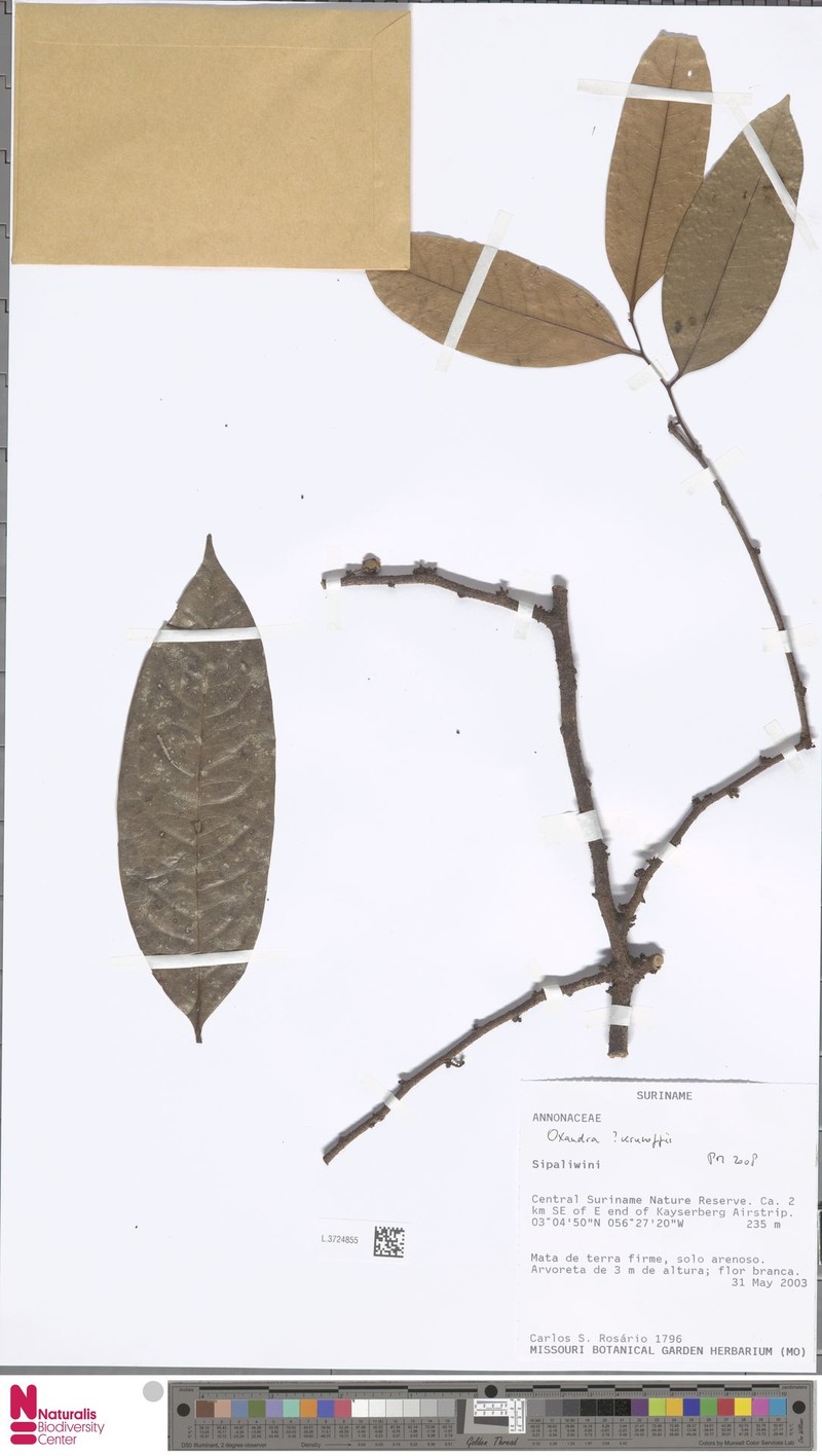 Pseudephedranthus enigmaticus