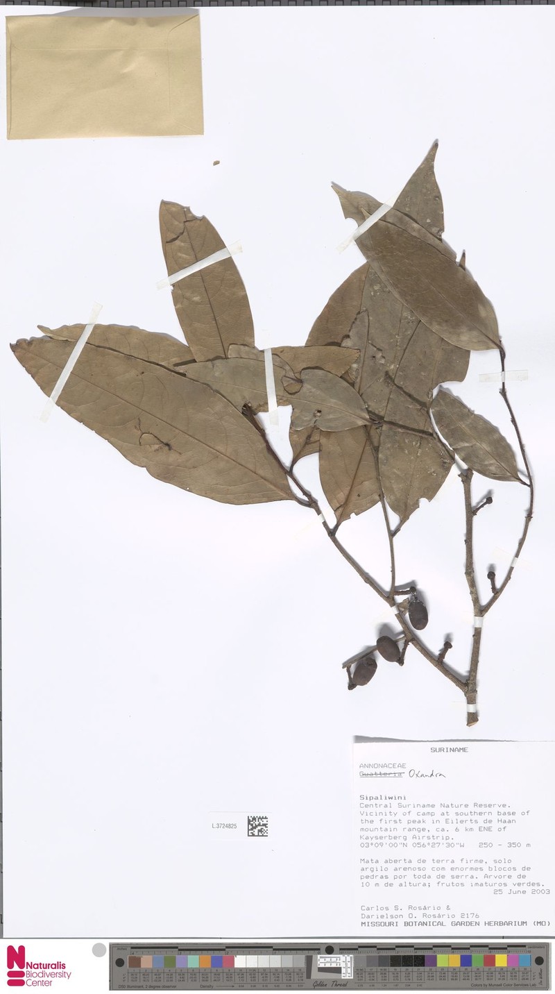 Pseudephedranthus enigmaticus photo 2