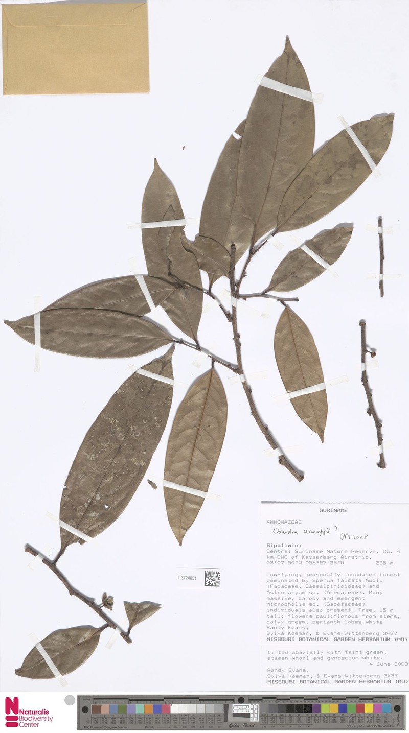 Pseudephedranthus enigmaticus photo 3