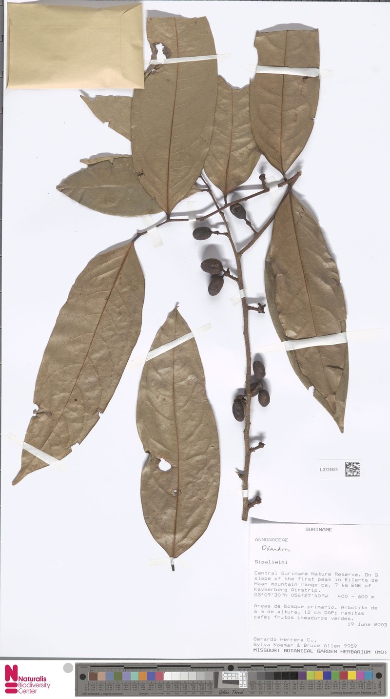 Pseudephedranthus enigmaticus photo 4