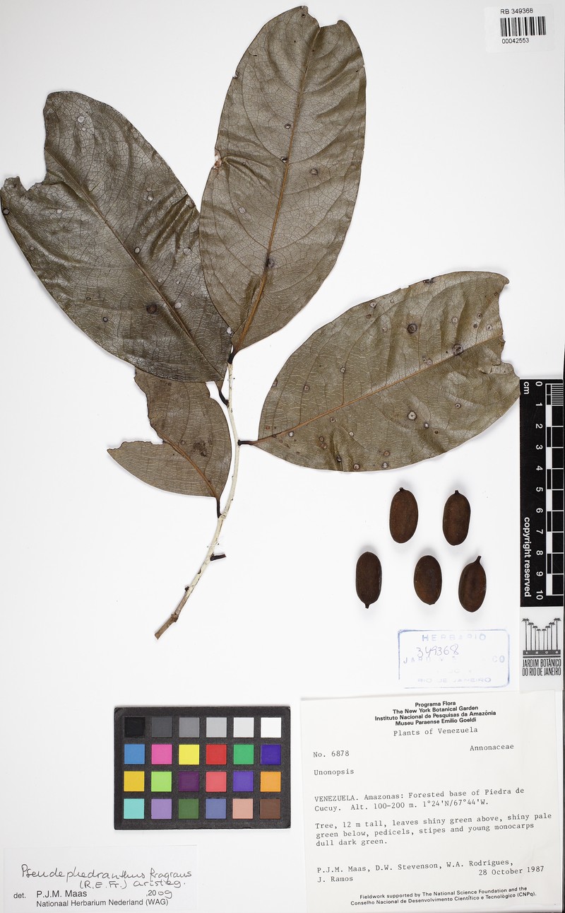 Pseudephedranthus fragrans