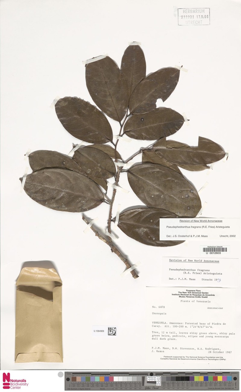 Pseudephedranthus fragrans photo 2