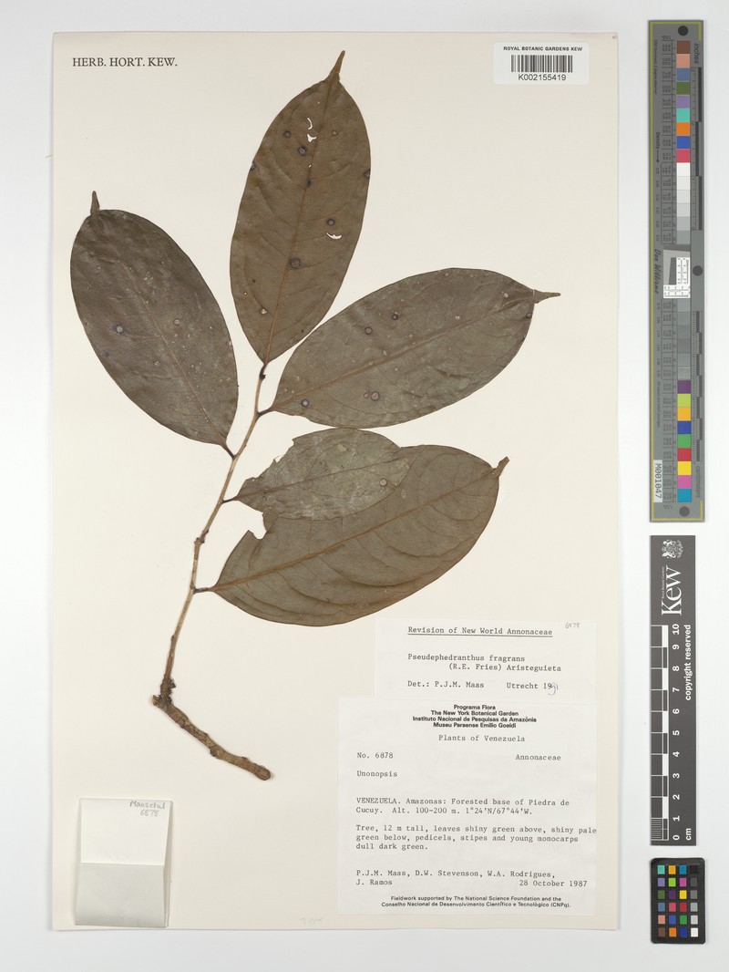 Pseudephedranthus fragrans photo 3