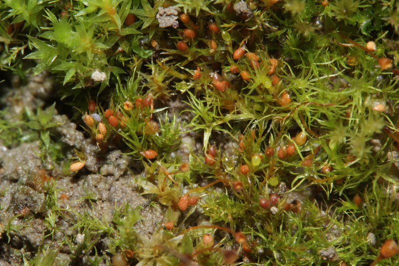 Pseudephemerum Moss