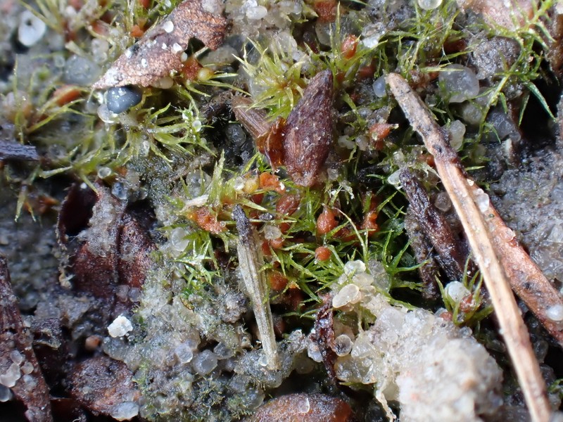 Pseudephemerum Moss