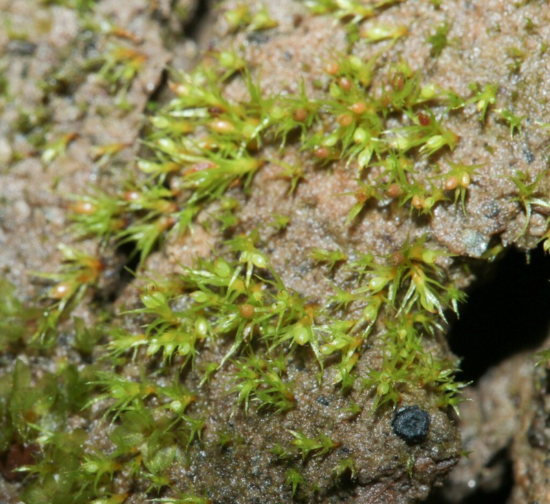 Pseudephemerum Moss photo 2