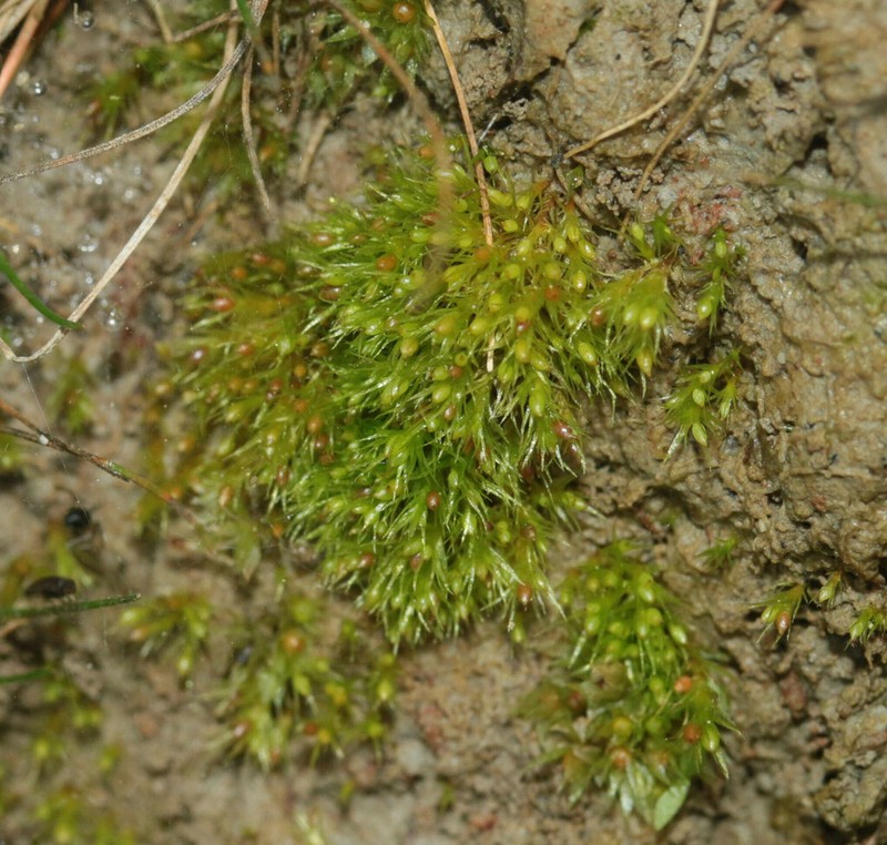 Pseudephemerum Moss photo 3