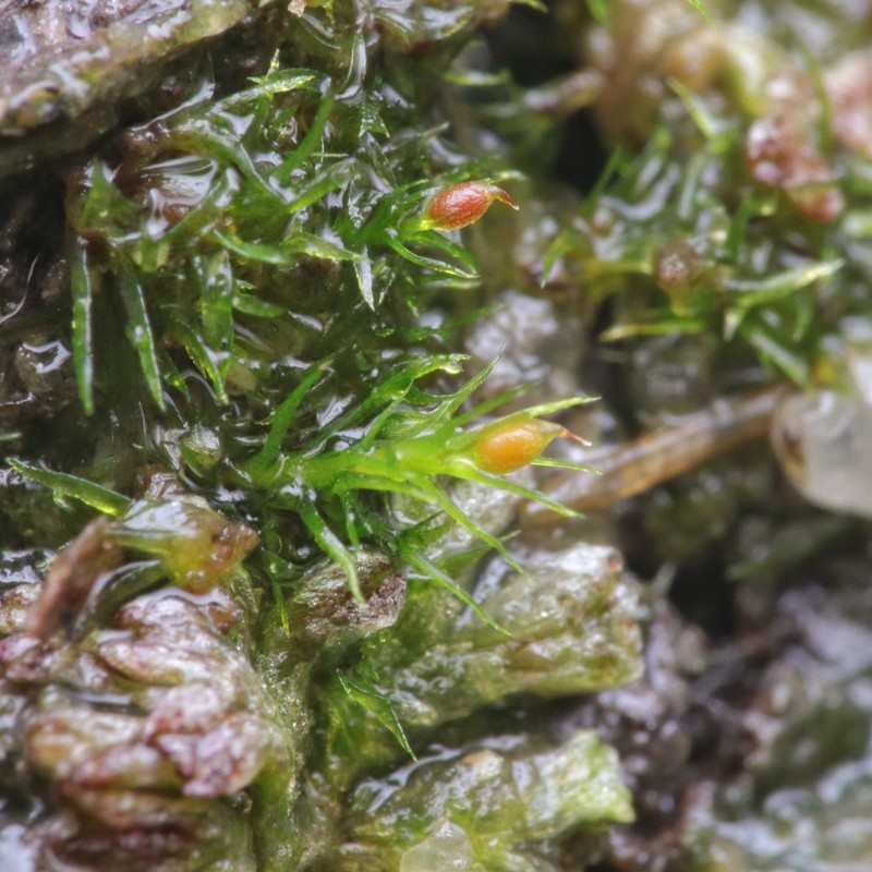 Pseudephemerum Moss photo 4