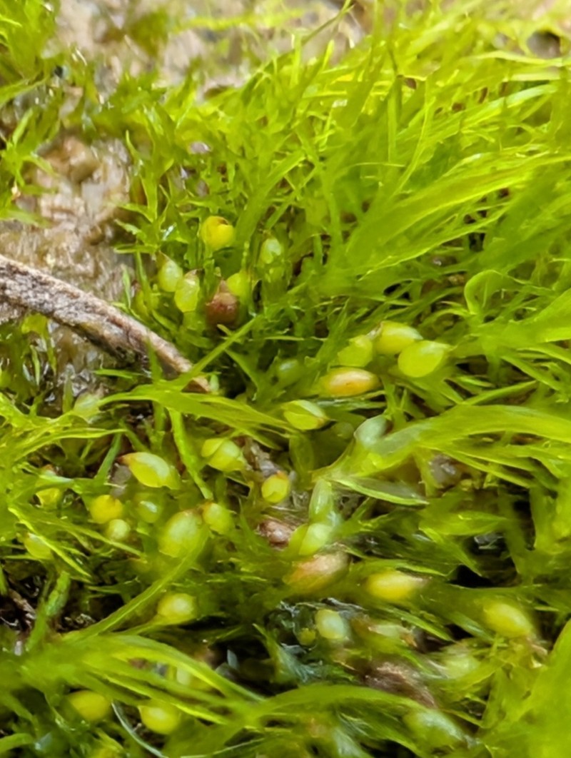 Pseudephemerum Moss photo 5