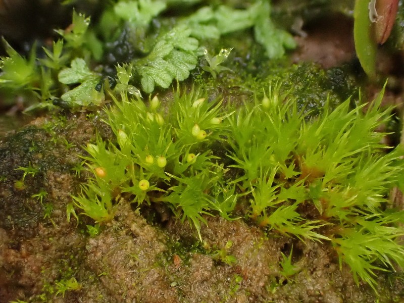 Pseudephemerum Moss photo 6
