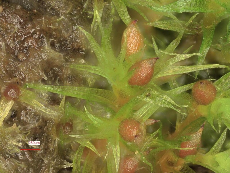 Pseudephemerum Moss photo 7