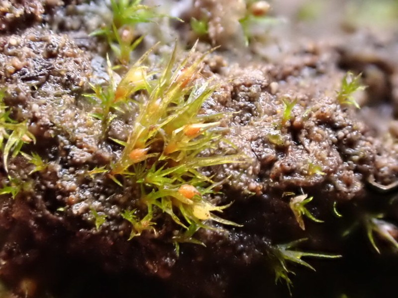 Pseudephemerum Moss photo 8