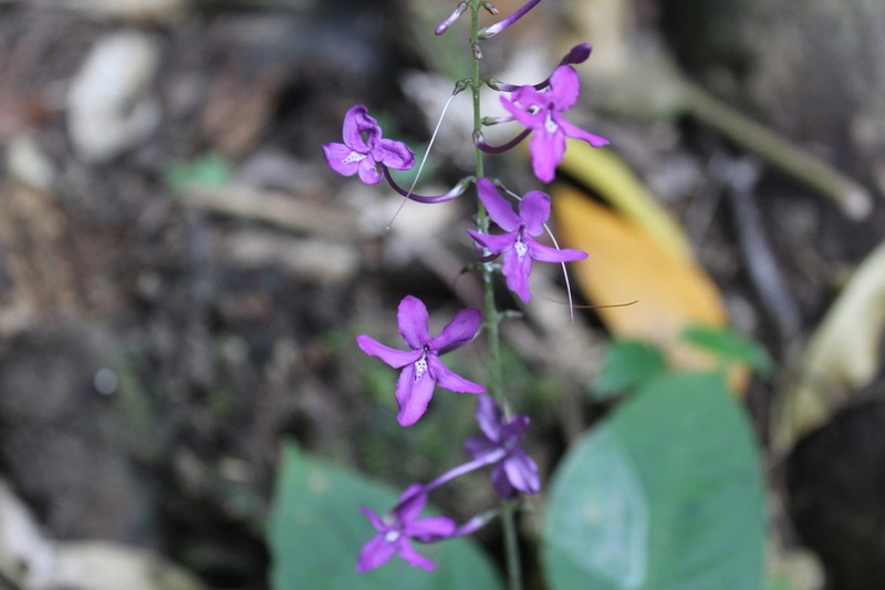 Pseuderanthemum alatum