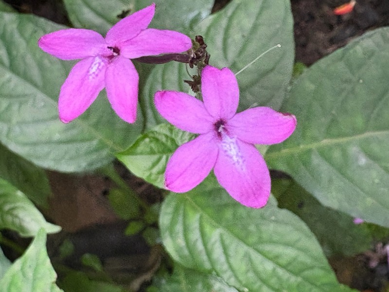 Pseuderanthemum alatum photo 3