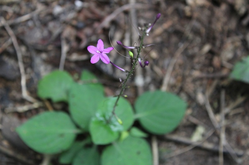 Pseuderanthemum alatum photo 4