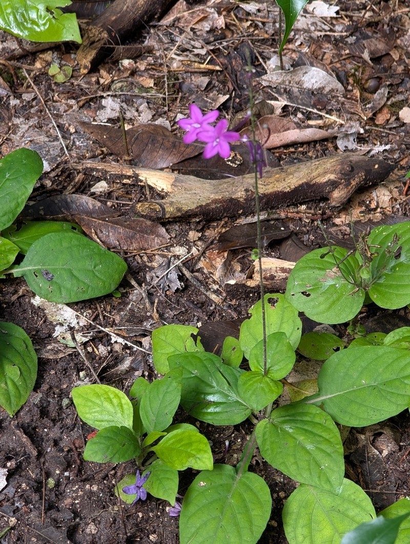 Pseuderanthemum alatum photo 5
