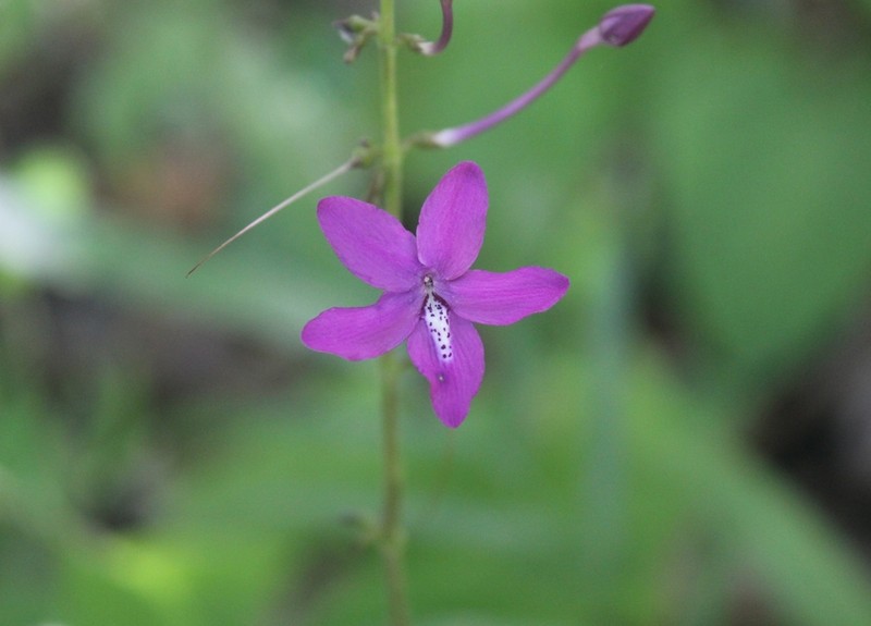 Pseuderanthemum alatum photo 6