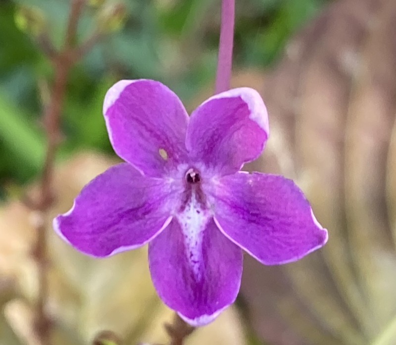 Pseuderanthemum alatum photo 7