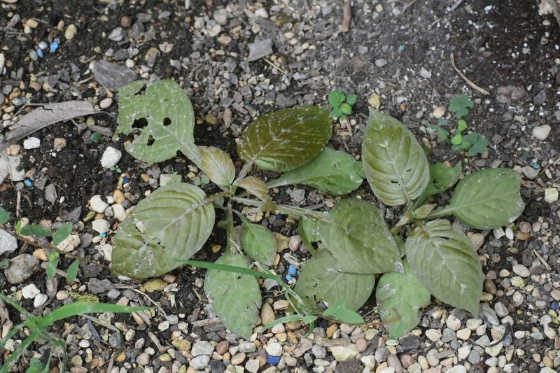 Pseuderanthemum alatum photo 8