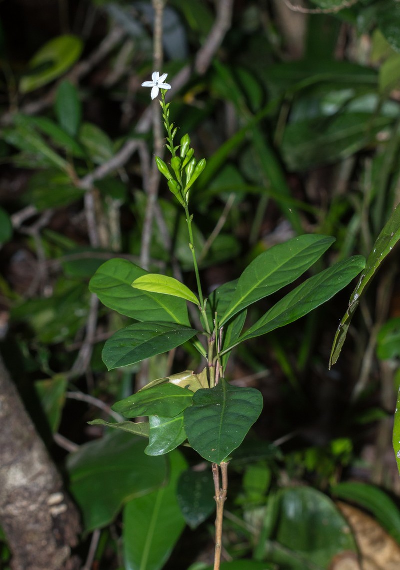 Pseuderanthemum albiflorum