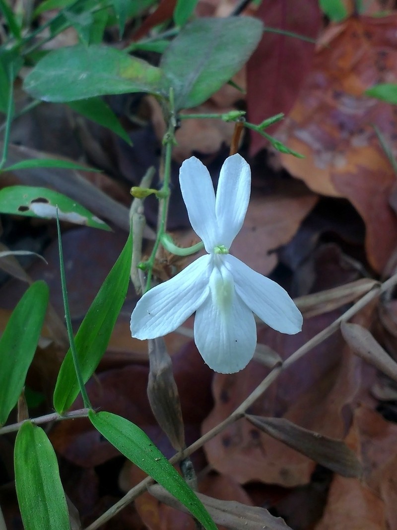 Pseuderanthemum album