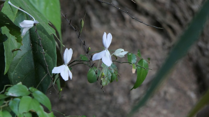 Pseuderanthemum album photo 2