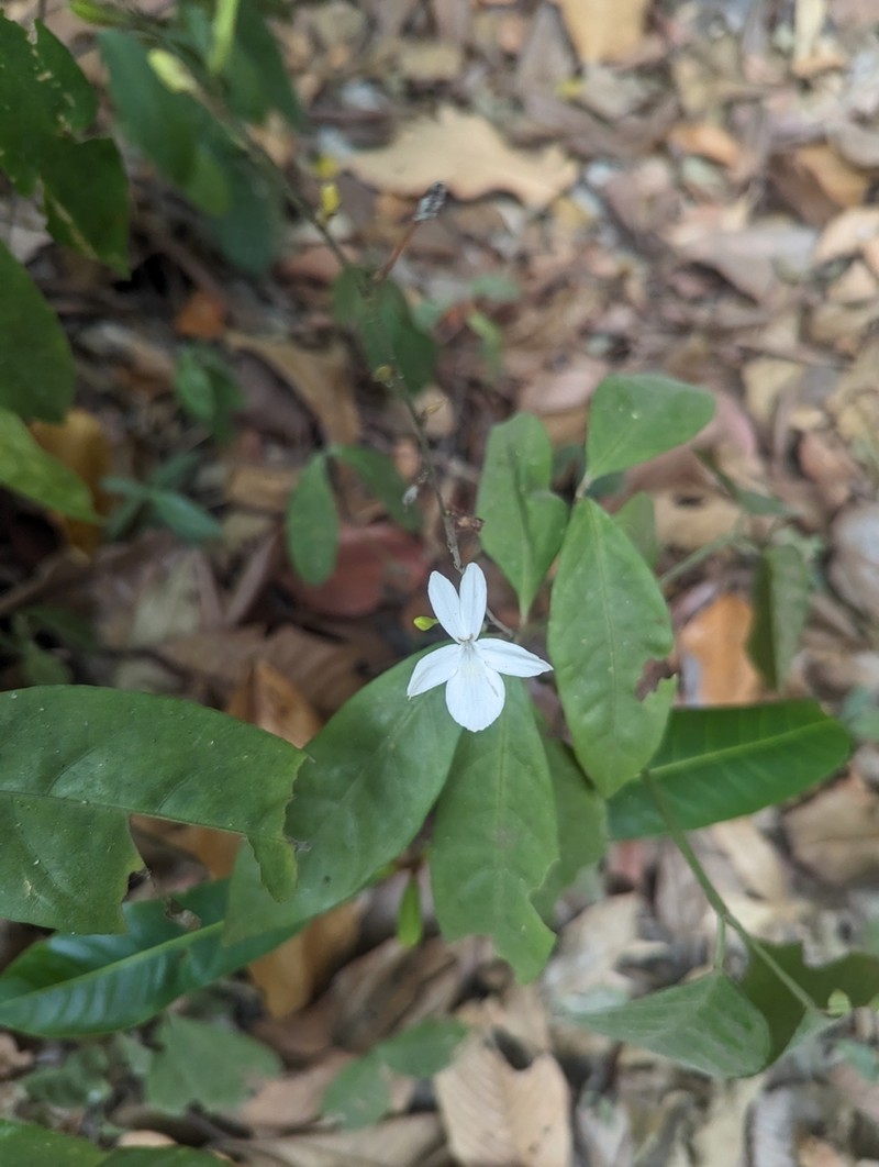 Pseuderanthemum album photo 3