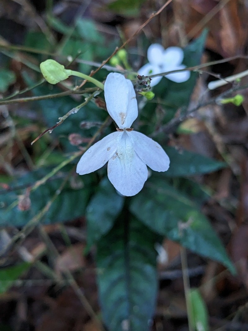 Pseuderanthemum album photo 4