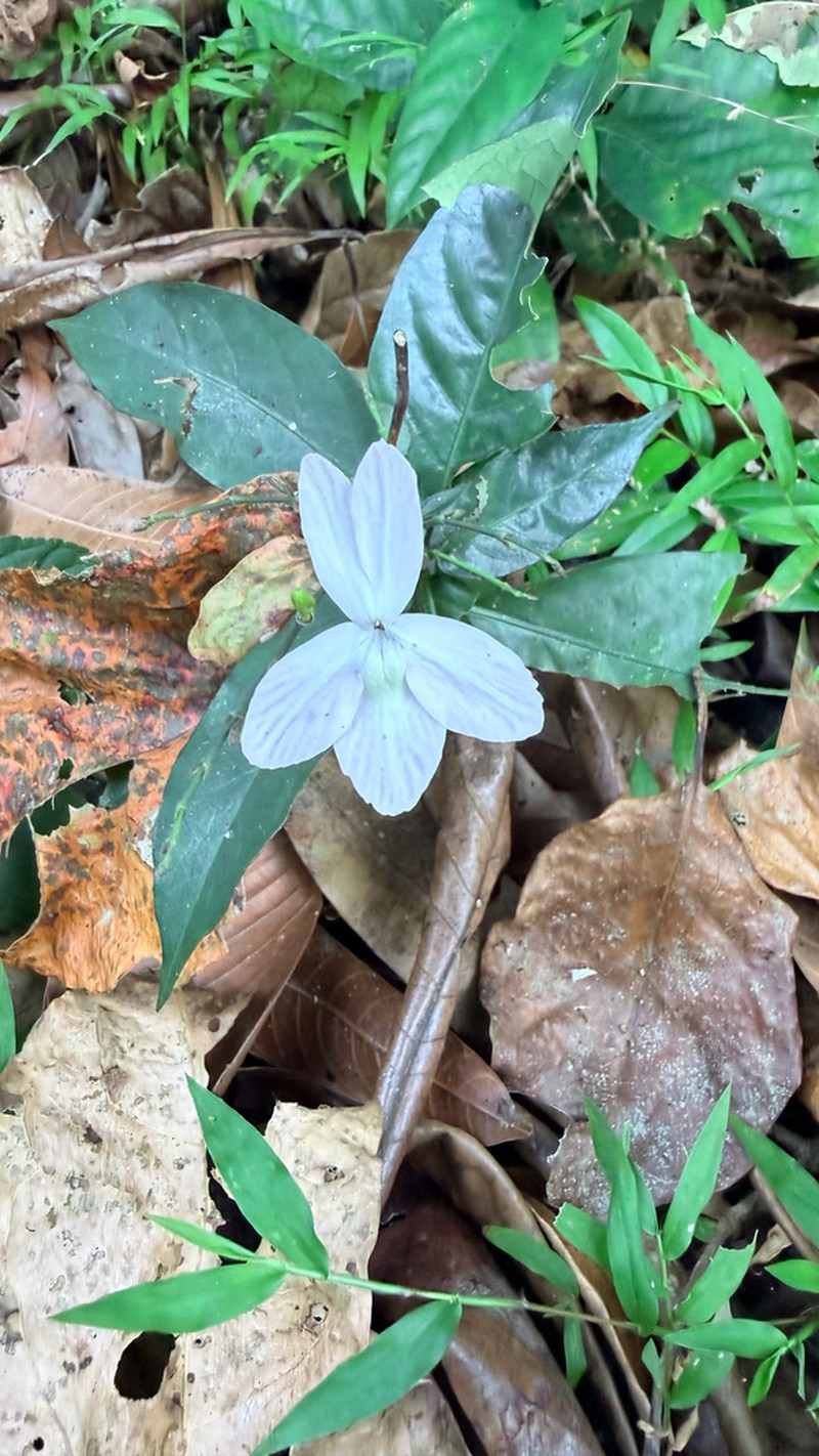 Pseuderanthemum album photo 5